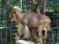 ZOO-Viden 24 srpen 2014 770.JPG